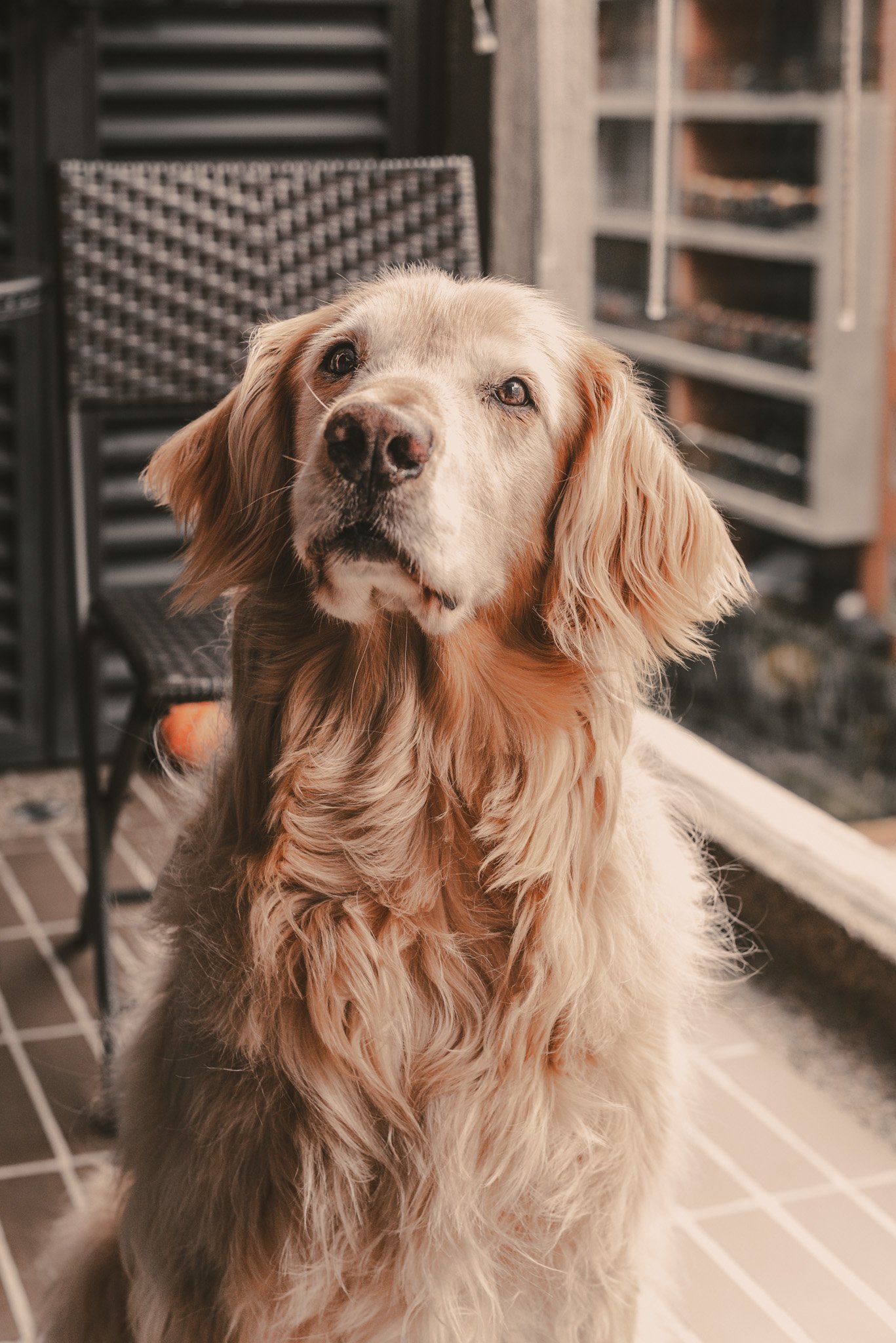 Mascota 2
