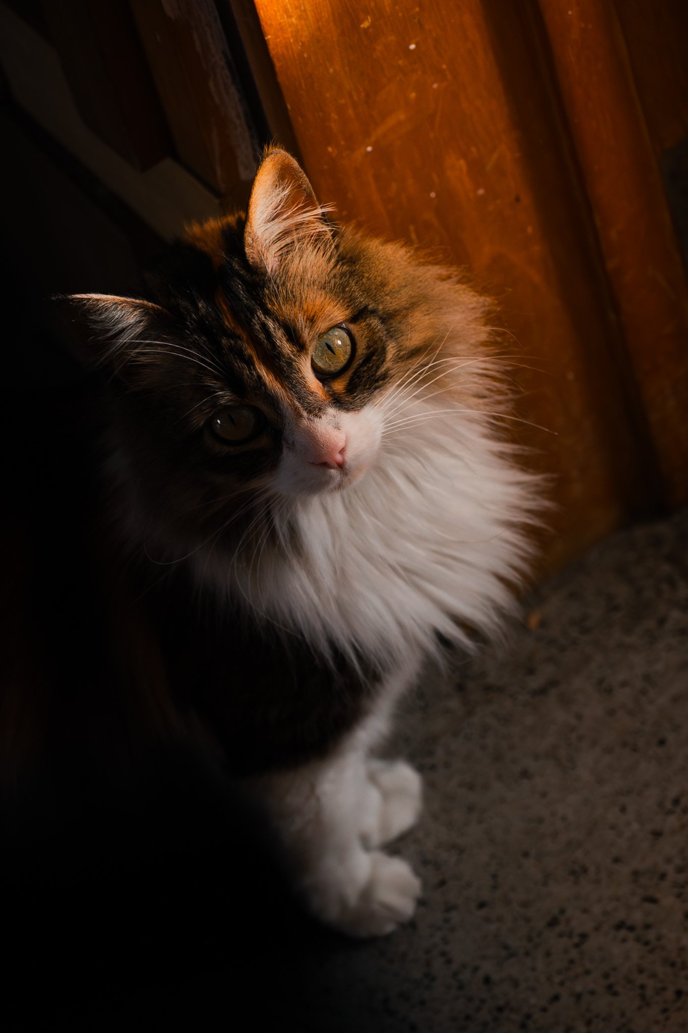 Mascota 6