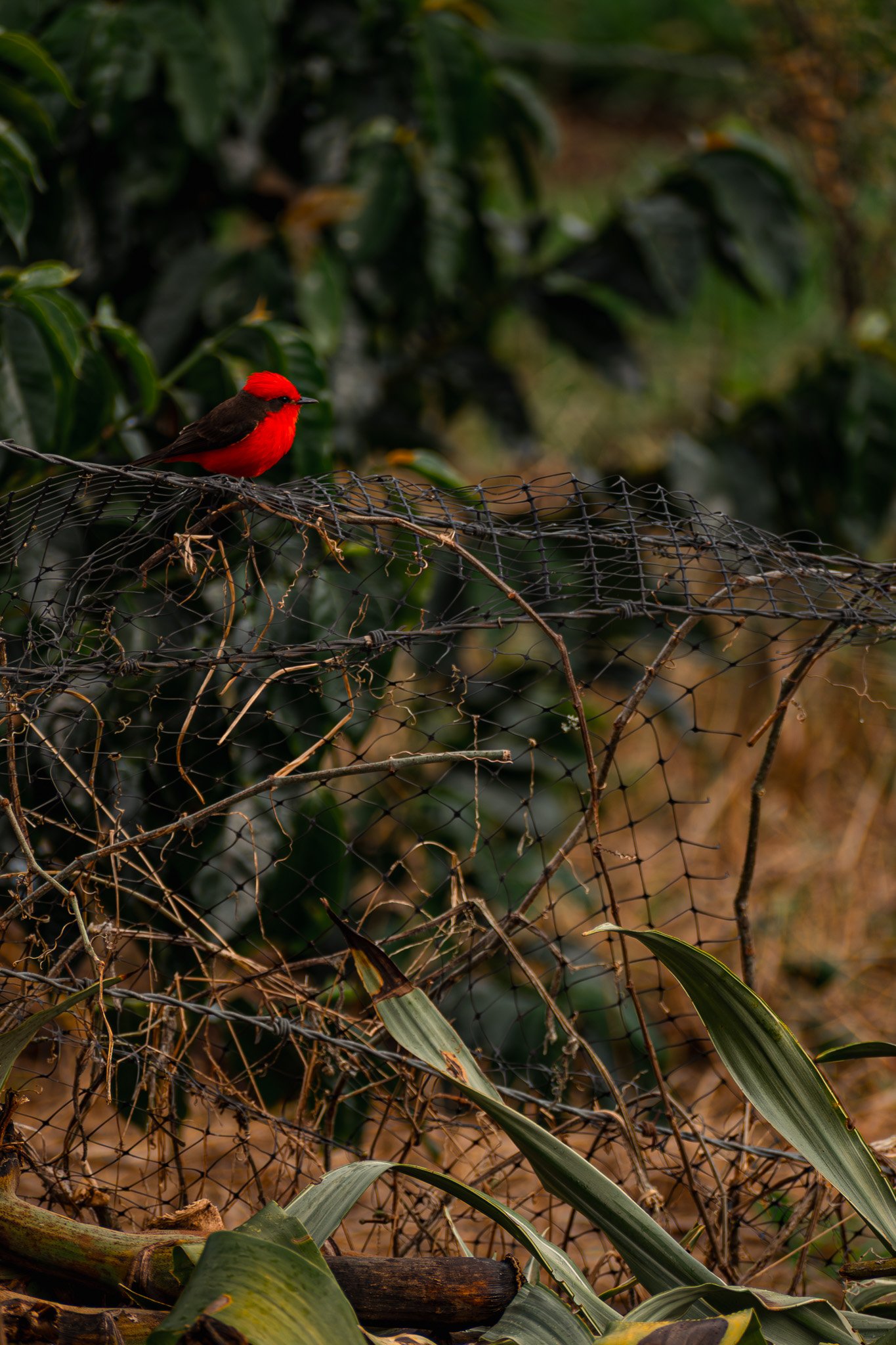 Naturaleza 9